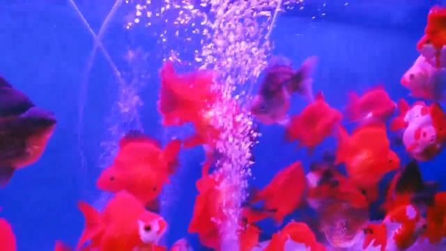 China Aquarium Fish Market! CRAZY, Largest in the WORLD смотреть онлайн
