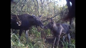 Лосиха с лосем сеголетком трапезничают под камерой