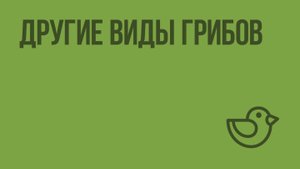 Другие виды грибов. Видеоурок по окружающему миру 1 класс