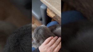 Апрель. Маленький привет от котиков