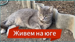 524ч🏡27.03.25-2 часть//Высадила помидоры//Одели очки курам//Весенняя страда
