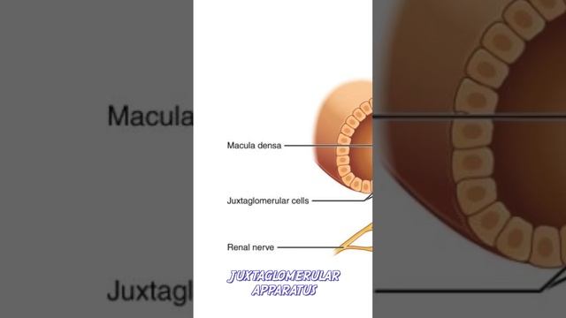 Selected Roots Series - #7 смотреть онлайн