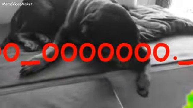 Thug life, ooooouu ou ou ooooooouuuuuu gad ou ooooooouuuuuuuuuu ou ou ooooooouuuuuu ou!!!!!! смотреть онлайн