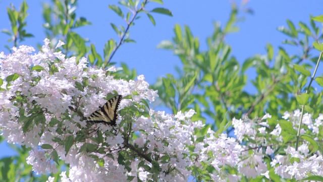1172094-hd_1920_1080_30fps