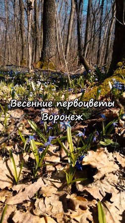 Весенние первоцветы, Воронеж