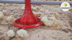 Автоматическая кормушка для цыплят бройлеров | Оборудование SAGRADA