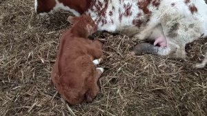 Бычок Поводырь. Ещё один сын Хулигана?