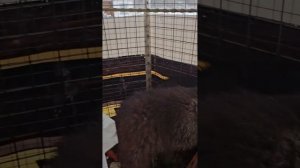 Енотики в парке Ути-Пути в Зелёной Слободе