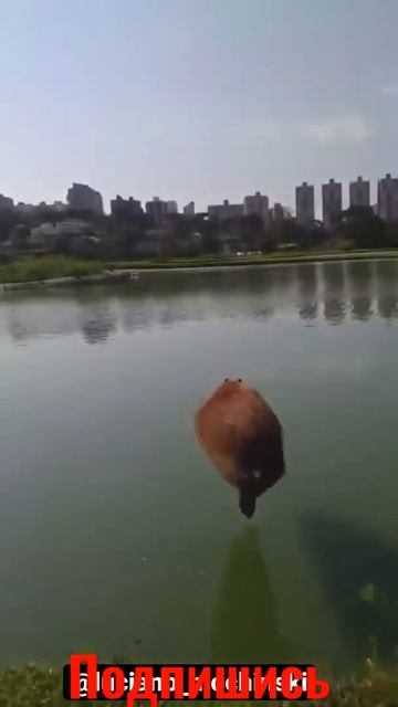 Смешной бобер смотреть онлайн