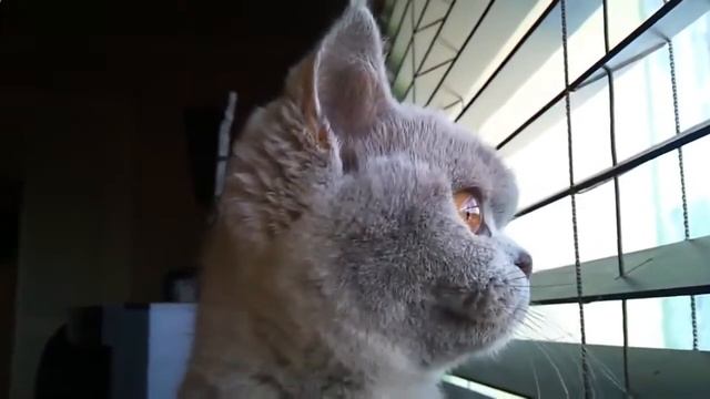 Кошачая азбука морзе смотреть онлайн