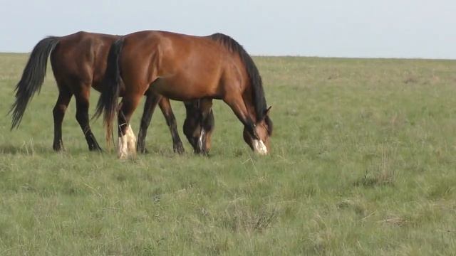 Весна 2024. В табуне у Виталия. смотреть онлайн