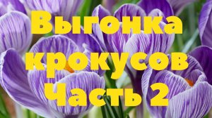 Выгонка крокусов 2. Крокусы через два месяца.
