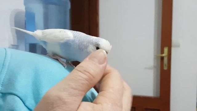 Talking budgie and baby  (+ Tico swears 😂)