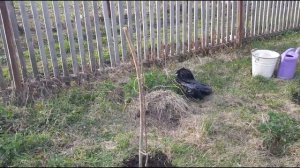 РАЗБИРАЕМ_БЕСЕДКУ_НА_ДАЧЕ._НОВЫЕ_САЖЕНЦЫ[1]