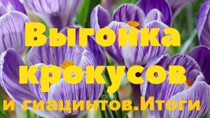 Выгонка крокусов и гиацинтов. Итоги.
