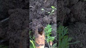 Кто съел мою морковь - обращаюсь к опытным огородникам - помогите в опознании!