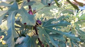 Little Miss Figgy Fig Tree