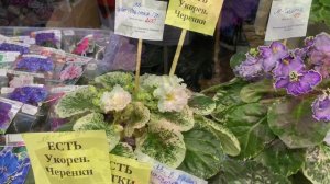 ВЫСТАВКА ЦВЕТОВ | ТРК ГАЛАКТИКА Краснодар