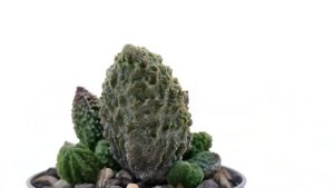 Adromischus marianae f. herrei 'Red Coral'