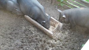 Мои поросята.П ока главный не поест- не суйся.