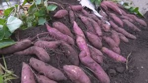 Как посадить и выращивать батат