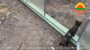 Видеообзор прямостенной теплицы Поспеваево Прямостенная 4 м. На что обратить внимание при выборе?