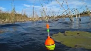 ОСЕННИЙ ЖОР ЩУКИ!!РЫБАЛКА НА ПОПЛАВОК.РЫБАЛКА НА ЖИВЦА