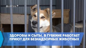 Здоровы и сыты. В Губкине работает приют для безнадзорных животных