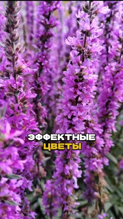 Цветут всё лето — и почти без ухода!🌺