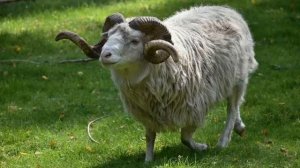 Дыпламаваны баран Кандрат Крапіва Байка Дыпламаваны баран