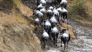 Интересные факты о антилопах гну