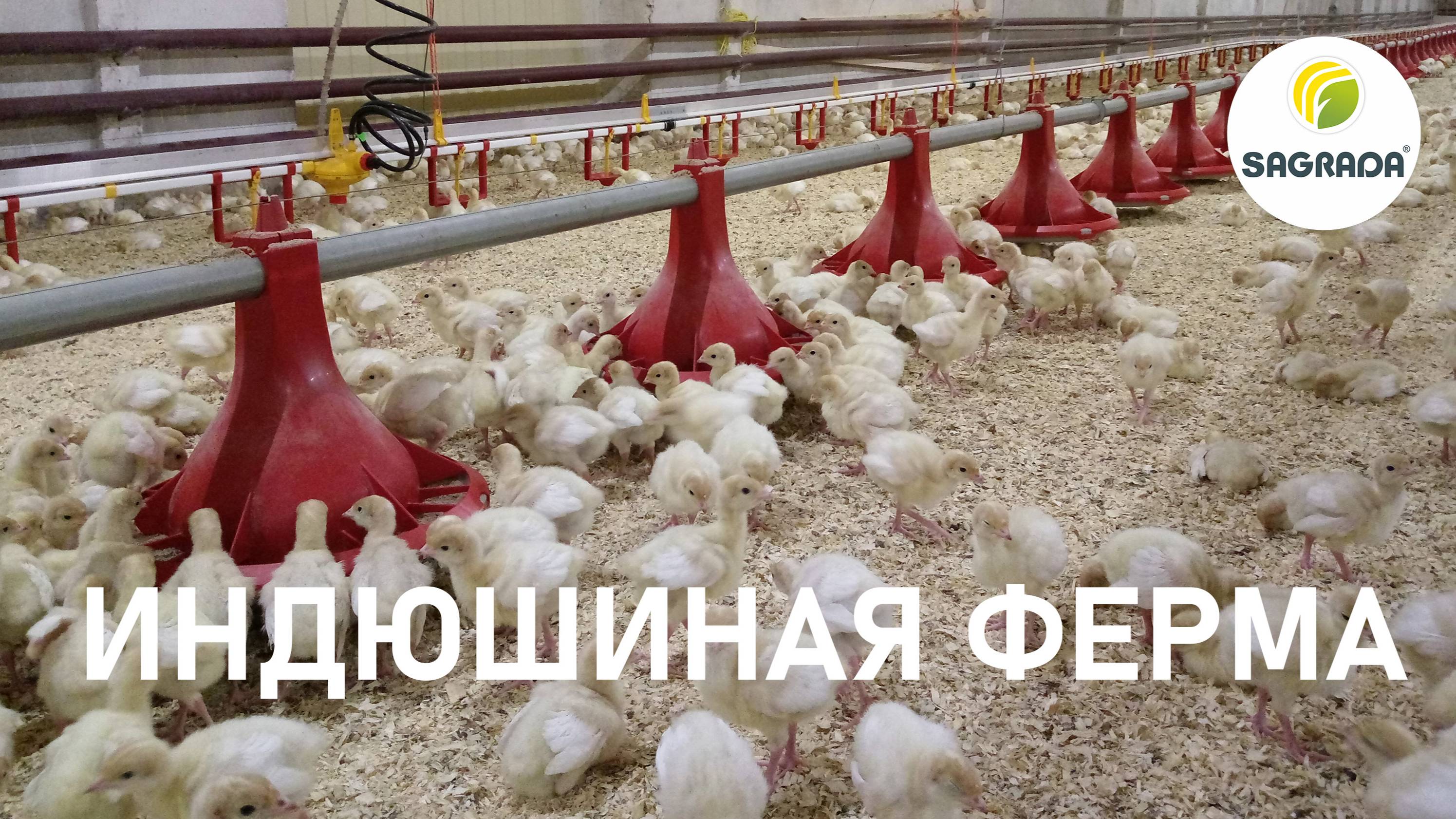 Индюшиная ферма: подращивание молодняка | Оборудование SAGRADA