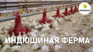 Индюшиная ферма: подращивание молодняка | Оборудование SAGRADA