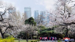 평양에 꽃이 피였다. Весна в Пхеньяне.