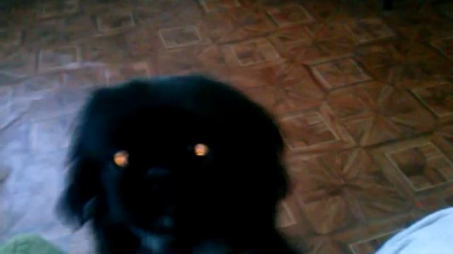 Собака тоже хочет сладкого!) смотреть онлайн