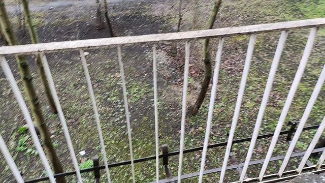 Зимой кормил голубей, вот и привыкли ;-) смотреть онлайн