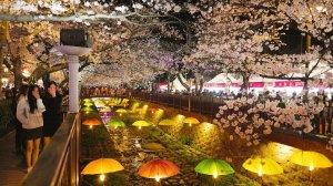 진해 벚꽃축제🌸진해 여좌천 로망스 다리 벚꽃 만개, 데이트하기 좋은 곳. 진해 군항제, 진해 벚꽃 명소, 대한민국 구석구석 여행. 서울 여행 워커.