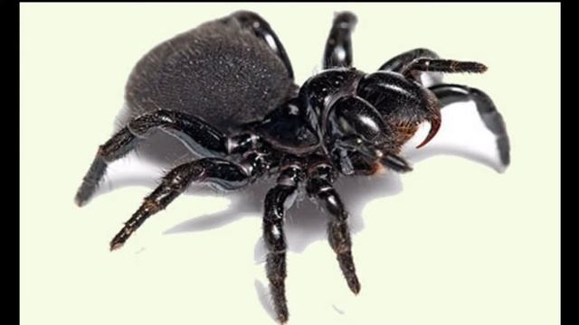 Top 10 Most Poisonous and Deadliest Spiders in the World смотреть онлайн