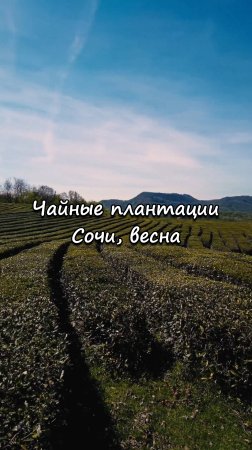 Чайные плантации, Сочи. Весна