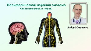 Анатомия спинномозговых нервов. Общие принципы ветвления