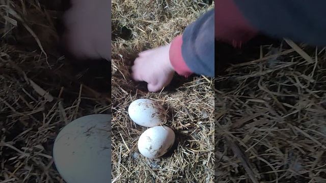 С кошечкой Лапой наведали гусей🪿 забрали яйца🥚