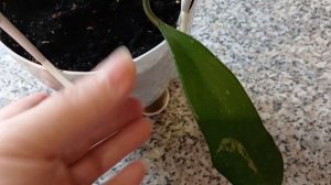 Как поживает моя Hoya pubicalyx splash leaves.2024год.🌿🌿🌿