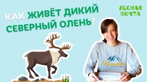 Как живут олени? Лесная почта Лапландского заповедника