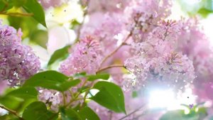 Футаж🌸 Цветет Сиреневый Сад 🌸Lilac Blooms