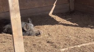 Охота на Кабана