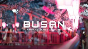 Цветение вишни в Пусане 2025, Cherry Blossom in Busan 2025.
