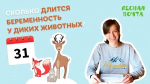 Сколько беременны дикие животные? Лесная почта Лапландского заповедника