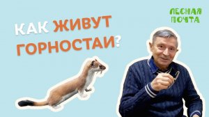 Лесная Почта — Как живут горностаи? Геннадий Катаев