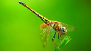 DRAGONFLY GREEN SCREEN EFFECT | GREEN SCREEN EFFECT DRAGONFLY |Animated 3D Dragonfly on Green Scree