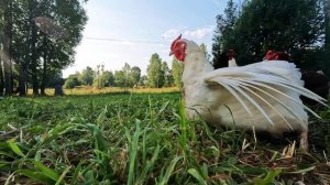 наша Дача 2024